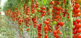 Tomaattilajikkeen ominaisuudet ja kuvaus Rahapussi, sen sato