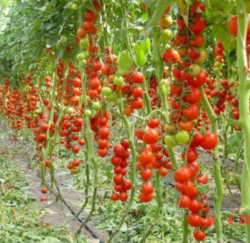 Para çantasının domates çeşidinin özellikleri ve tanımı, verimi