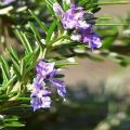 Growing rosemary in the Leningrad region in the open field and in a pot
