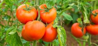 Περιγραφή της ποικιλίας ντομάτας GS-12 f1, των χαρακτηριστικών και της απόδοσής της