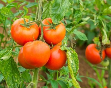Descripción de la variedad de tomate GS-12 f1, sus características y rendimiento.