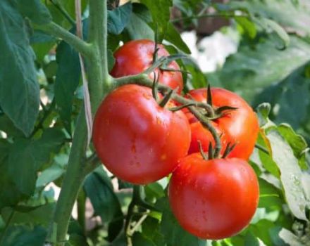 Descripción de la variedad de tomate Samurai, características de cultivo y cuidado.