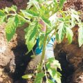 Hvordan og hvornår man skal plante tomater til frøplanter derhjemme