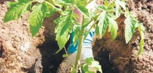 วิธีการปลูกมะเขือเทศสำหรับต้นกล้าที่บ้าน