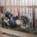 Top 4 effective methods of raising calves at home