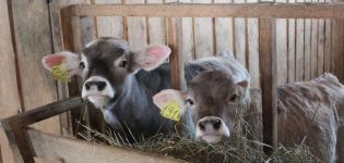I 4 metodi migliori per allevare vitelli a casa