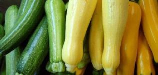 Descrizione delle varietà di zucchine zucchine, loro coltivazione, semina e cura