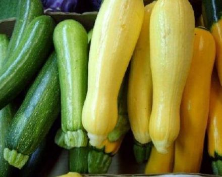 Beskrivning av zucchini-sorter, deras odling, plantering och skötsel