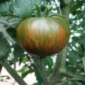 Beskrivelse af tomatsorten Stor stribet vildsvin, dens egenskaber og udbytte