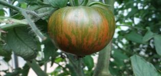 Descripción de la variedad de tomate Jabalí rayado grande, sus características y rendimiento