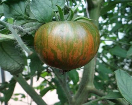 Tomaattilajikkeen kuvaus Big raidallinen villisika, sen ominaisuudet ja sato