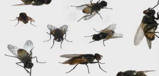 Cómo deshacerse de las moscas en una pocilga y los mejores grabadores de insectos