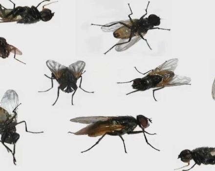 Cómo deshacerse de las moscas en una pocilga y los mejores grabadores de insectos
