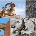 Variétés et noms des chèvres de montagne, à quoi elles ressemblent et où elles vivent