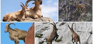 Dağ keçilerinin çeşitleri ve isimleri, neye benzedikleri ve nerede yaşadıkları