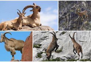 Сорте и имена планинских коза, како изгледају и где живе
