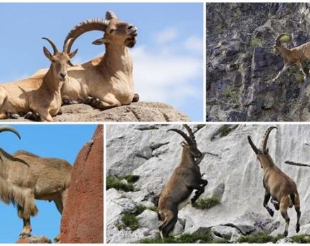 Varieties and names of mountain goats, what they look like and where they live