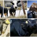 اعراض نظير الانفلونزا 3 والعلاج والوقاية من الماشية