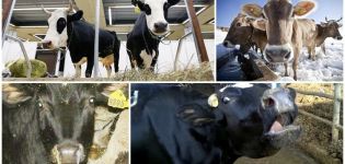 Symptoms of parainfluenza-3, treatment and prevention of cattle