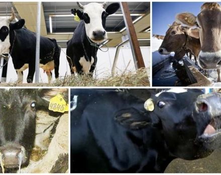 Síntomas de la parainfluenza-3, tratamiento y prevención del ganado.