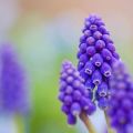 20 besten Arten mehrjähriger Blumen für Sommerhäuser wartungsfrei, groß und langblühend