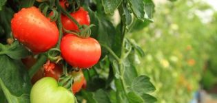 Descrizione e caratteristiche della varietà di pomodoro Peremoga