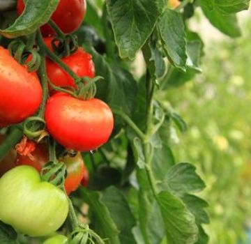 Beskrivning och egenskaper hos tomatsorten Peremoga