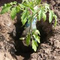 Hvornår vil der være gunstige plantedage for tomater i marts 2020