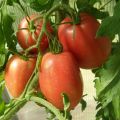 Charakteristiky a opis odrody paradajok Rio grande, jej výnos