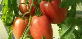 Kenmerken en beschrijving van de tomatenvariëteit Rio grande, de opbrengst