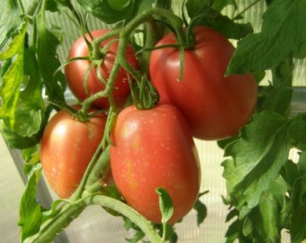 Kenmerken en beschrijving van de tomatenvariëteit Rio grande, de opbrengst
