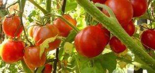 Beskrivelse af Sharada-tomatsorten, dens egenskaber og produktivitet