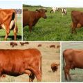Beskrivelse og karakteristika for køer af den røde steppras, deres indhold