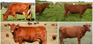 Kırmızı bozkır ineklerinin tanımı ve özellikleri, içerikleri