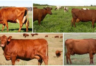 Descripción y características de las vacas de la raza estepa roja, su contenido.