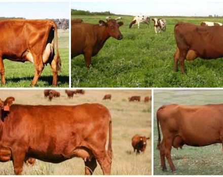 Descripción y características de las vacas de estepa roja, su contenido.
