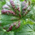 Description of diseases and pests of currants, treatment and control of them