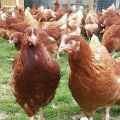 Beschrijving en kenmerken van het ras van kippen Rhodonite, de subtiliteiten van het houden en fokken