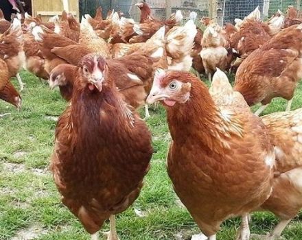 A Rhodonite csirkék fajtájának leírása és jellemzői, a tartás és a tenyésztés finomságai