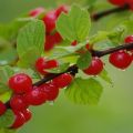 A nemezelt cseresznyefajták leírása, ültetés és gondozás, dugványos szaporítás és metszés