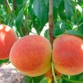 How to care for peaches in summer, autumn and spring during ripening and fruiting