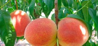 วิธีดูแลลูกพีชในฤดูร้อนฤดูใบไม้ร่วงและฤดูใบไม้ผลิในช่วงสุกและติดผล