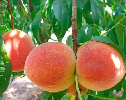 Pflege von Pfirsichen im Sommer, Herbst und Frühling während der Reifung und Fruchtbildung