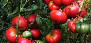 Tomaattilajikkeen Mammoth ominaisuudet ja kuvaus, sen sato