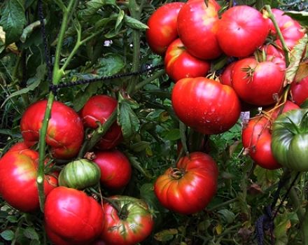 Značajke i opis sorte rajčice Mamut, njen prinos