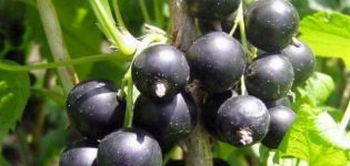 Kenmerken en beschrijving van de Dachnitsa-bessenvariëteit, plant- en verzorgingskenmerken