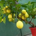 Paglalarawan ng Pavlovsky lemon, pagtatanim at pangangalaga sa bahay