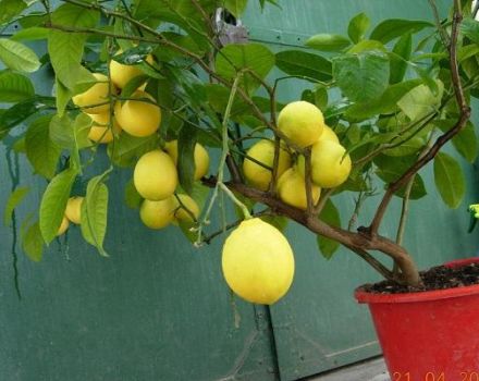 Beschrijving van Pavlovsky-citroen, planten en thuis verzorgen