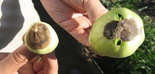 Causes and treatment of gray rot on tomatoes