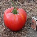 Eigenschaften und Beschreibung der Tomatensorte Fat Monk